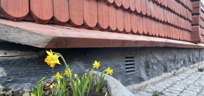 Några påskliljor blommar utanför Wahlmans café.